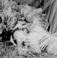 Le règne végétal, 1938